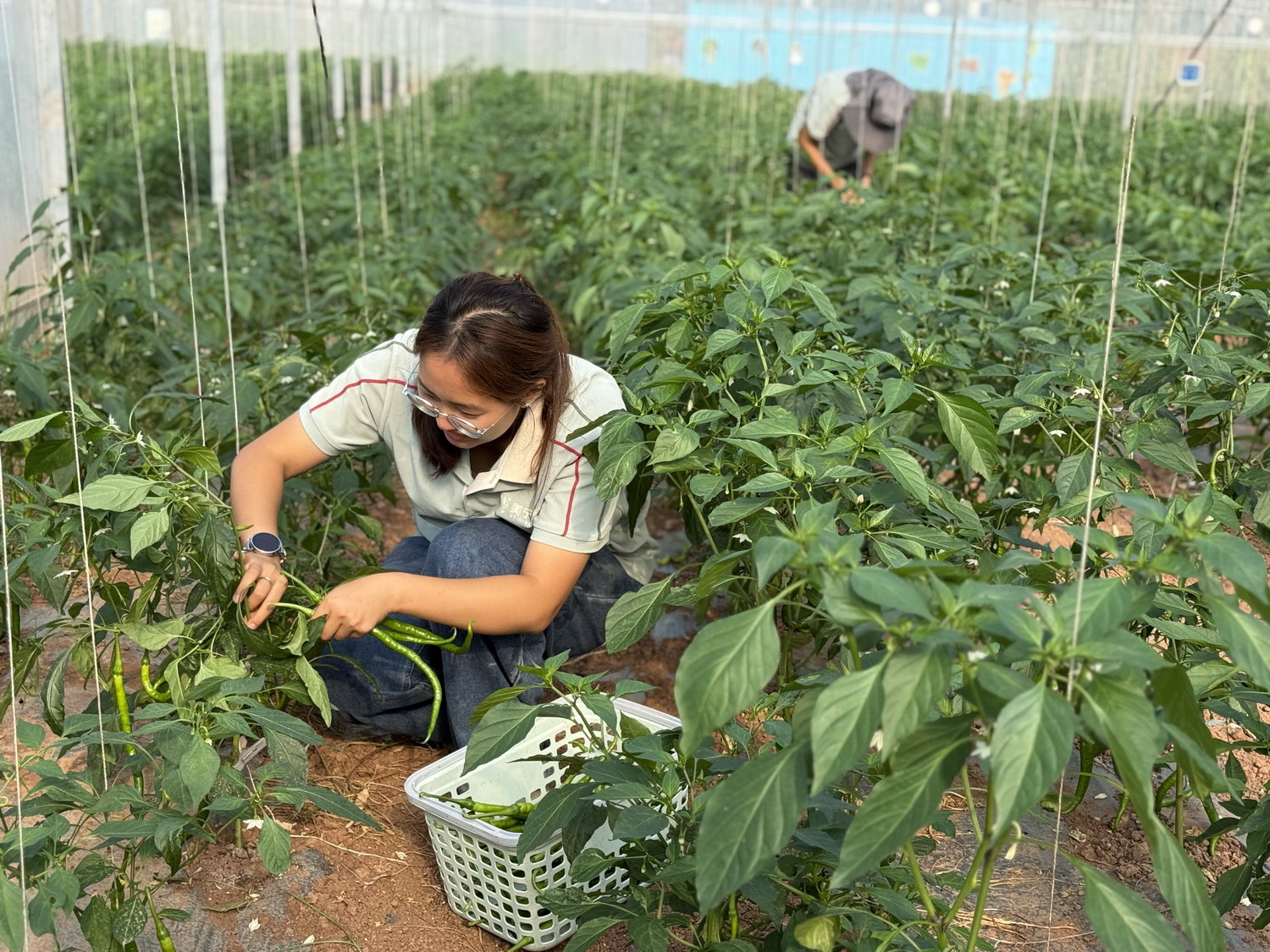 荒土逆袭背后的“技术密码” 四川省博士创新站落地美宁农牧 农牧业技术开发及服务